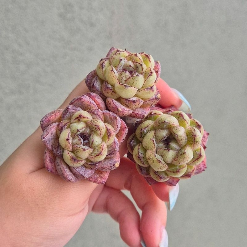 Succulent Plants | 5 Echeveria Succulents | Rooted In Planter Pots With Soil | Real - Foto 3