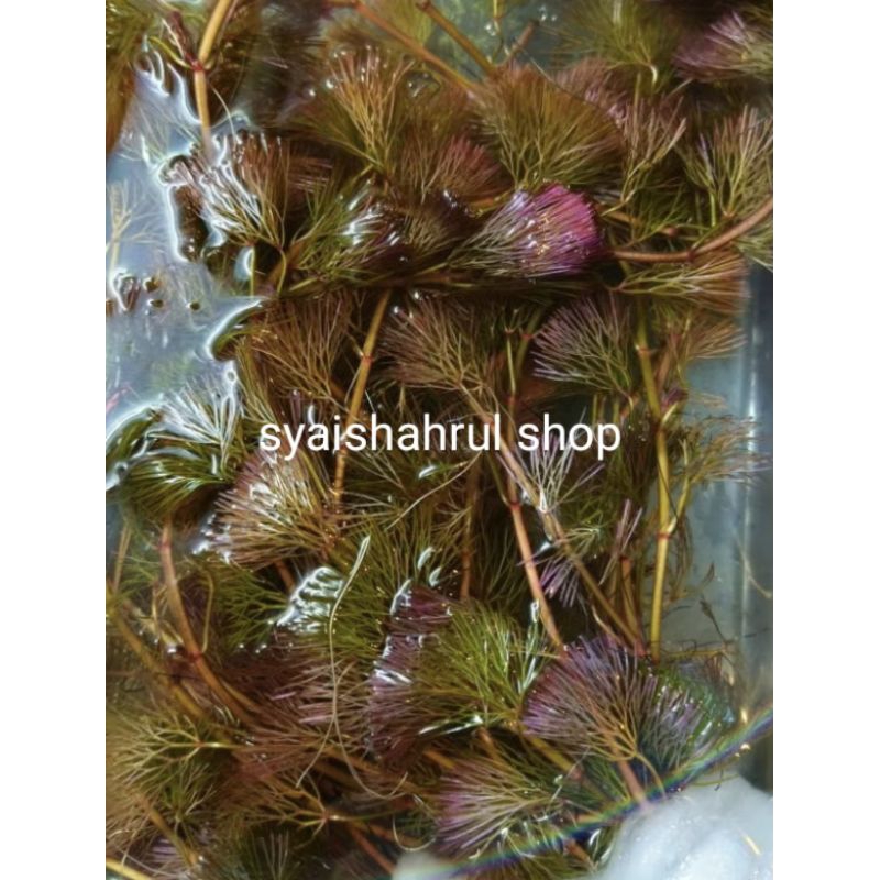 BELI 3 FREE 1-Tanaman air AQUATIC PLANT | Red Cabomba(frucata) live ...