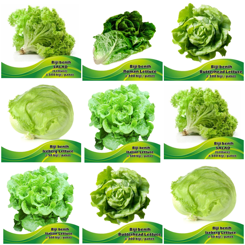 Biji benih SALAD lettuce pelbagai jenis ( Roman, iceberg, butterhead ...
