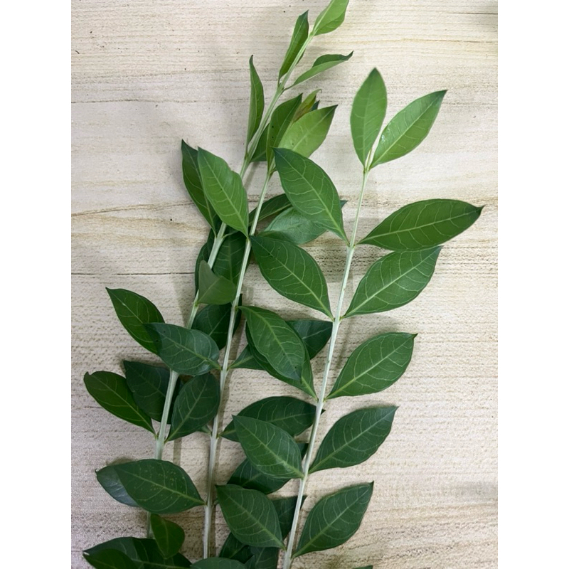 Daun inai segar (Dipetik segar) | Shopee Malaysia