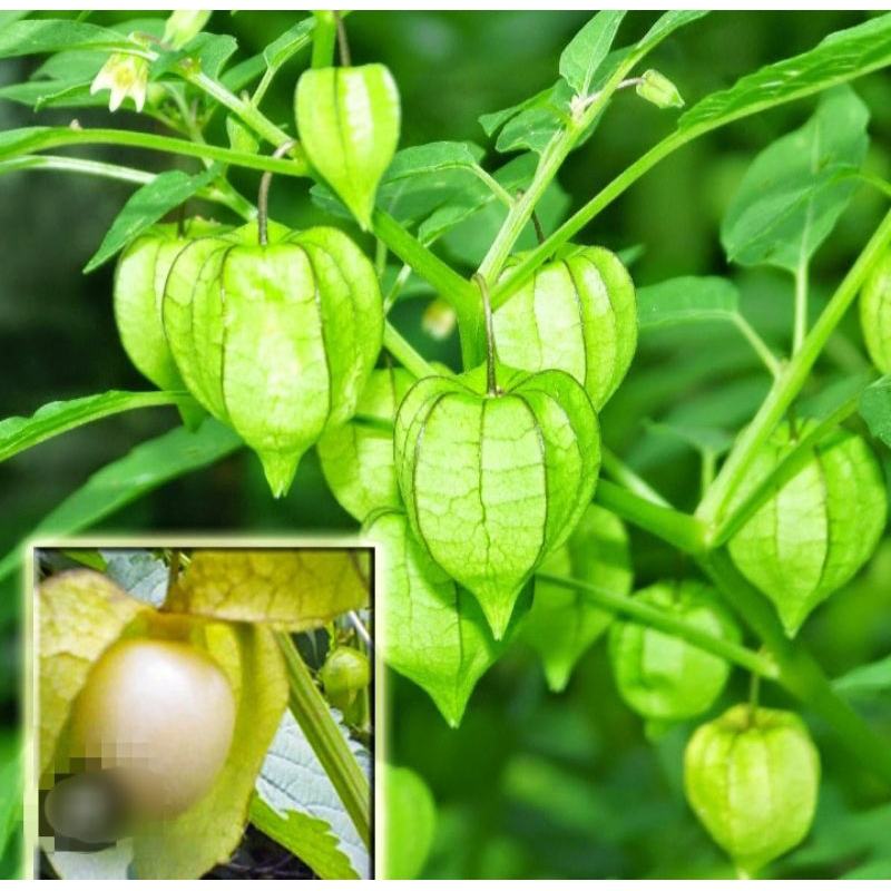 pokok buah letup kelambu atau buah ready stock | Shopee Malaysia