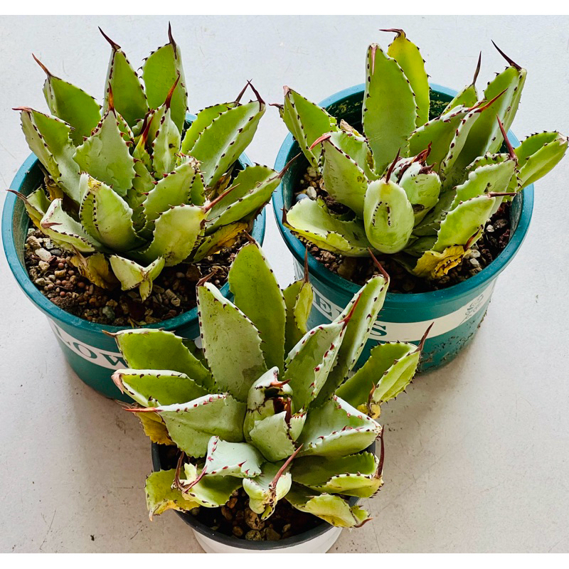 lophantha agave Agave Lophantha main image 1