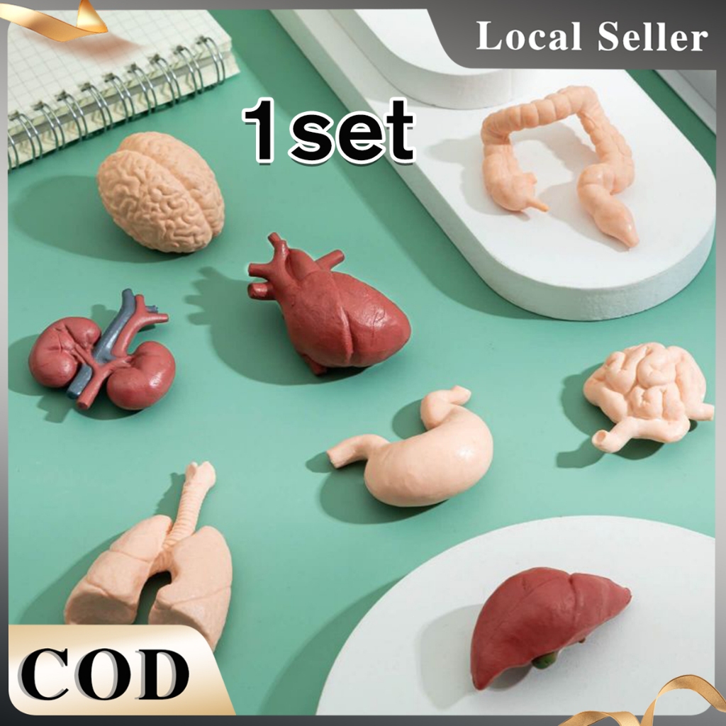 8Pcs Simulation Human Body Organ Models Toy Human Organs Montessori ...