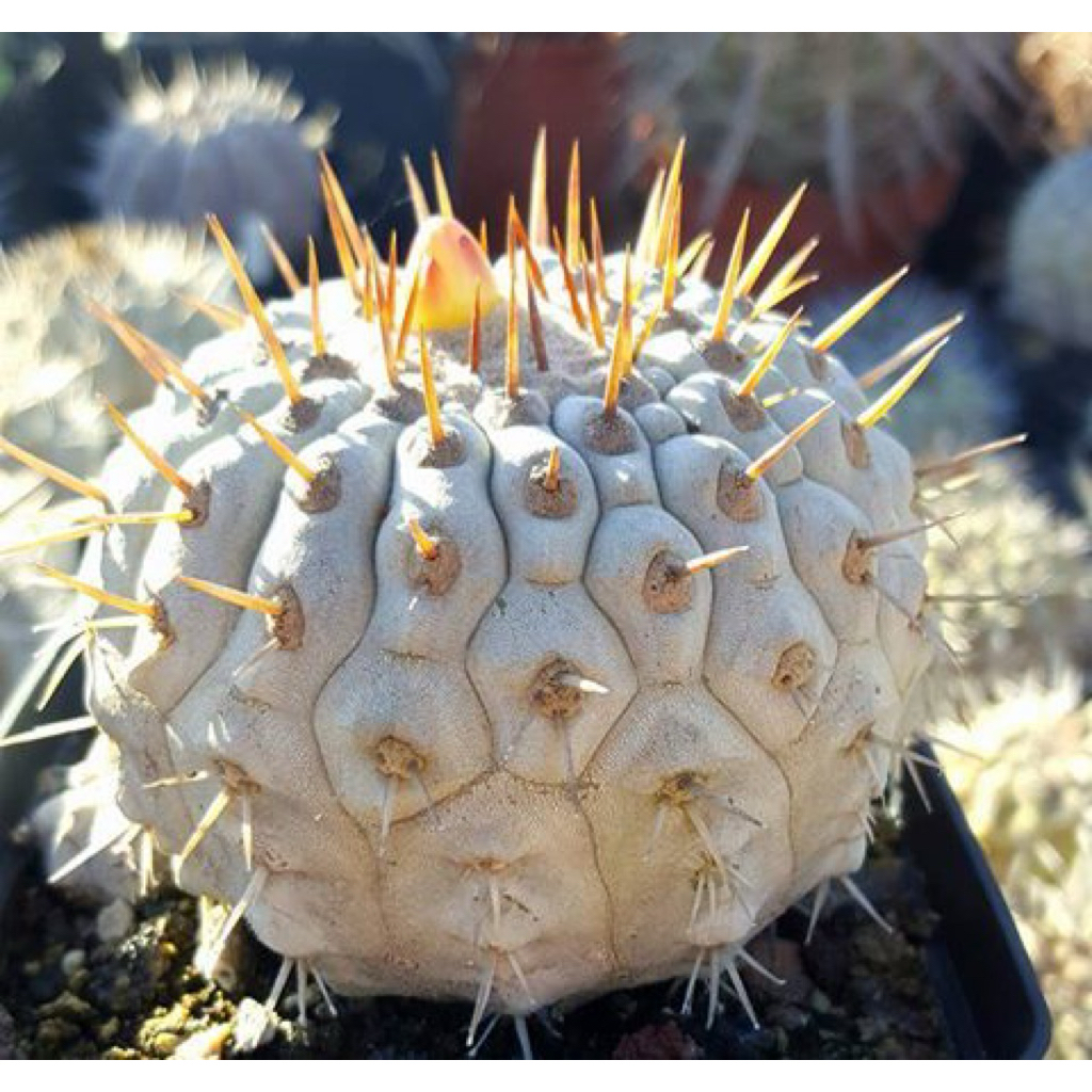 孤龙丸种子Copiapoa Columna-Alba Seeds | Shopee Malaysia
