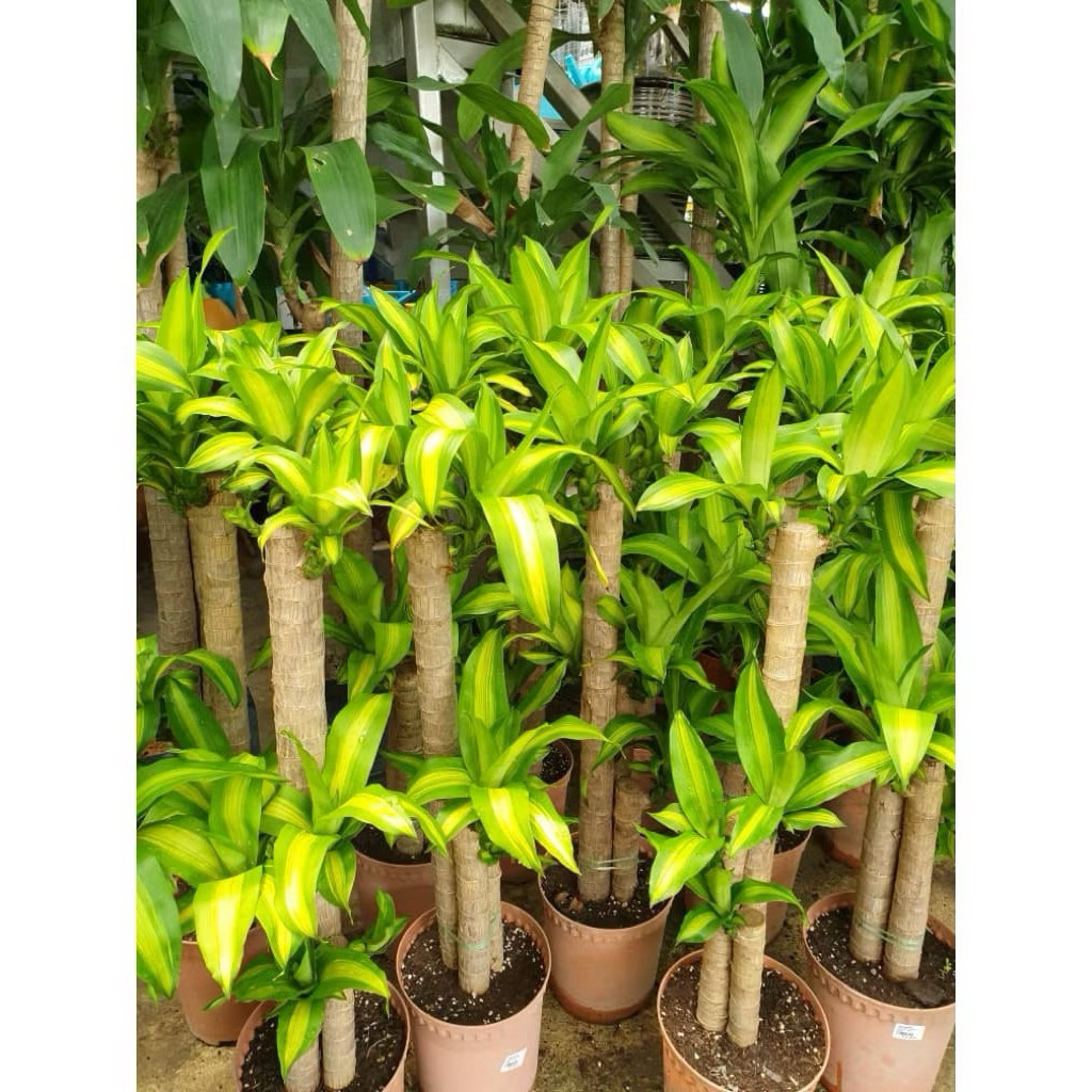 Pokok Brazil in door Dari Jiangsu Province.kombo 10cm,15cm,20cm set ...