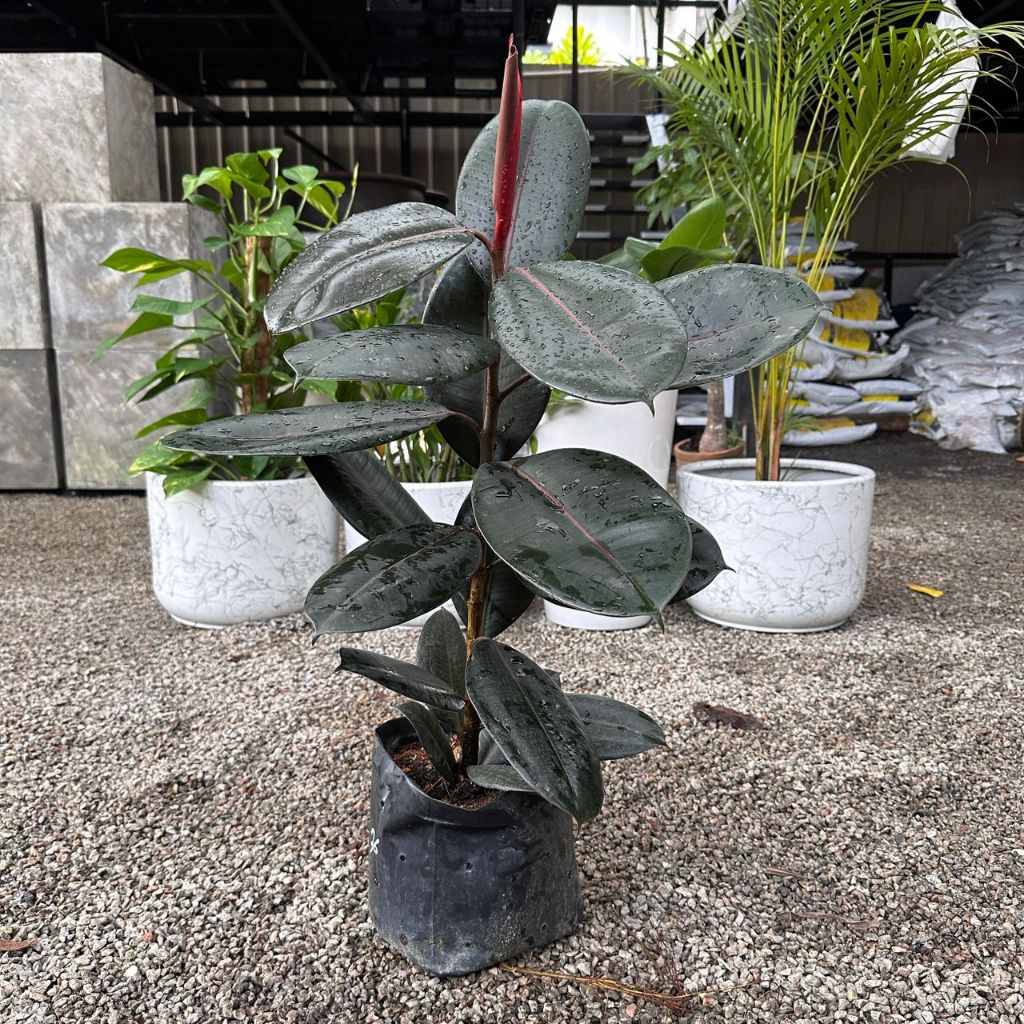 GPS Green Plant Society Live Tree Ficus Elastica Burgundy One Stem 黑金刚 ...