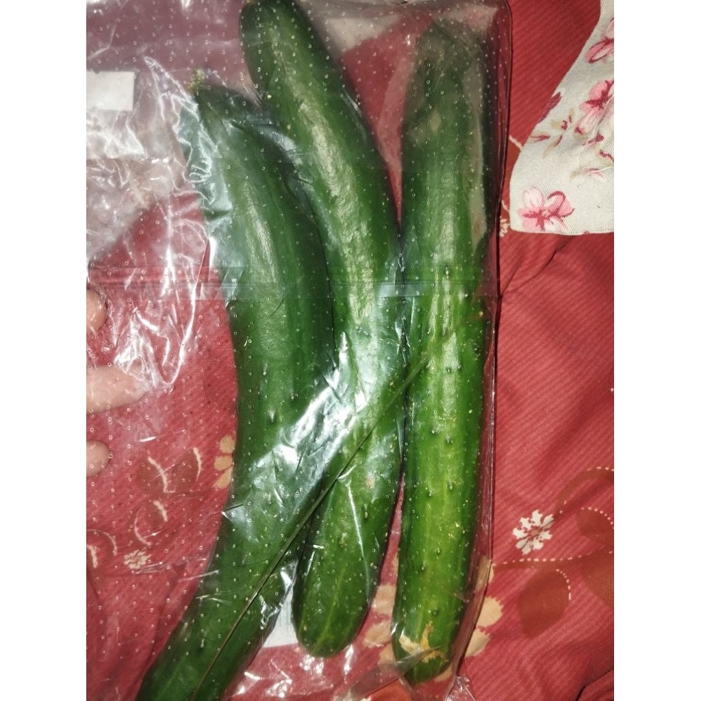 Timun Jepun Fresh 3pc(3 batang) | Shopee Malaysia