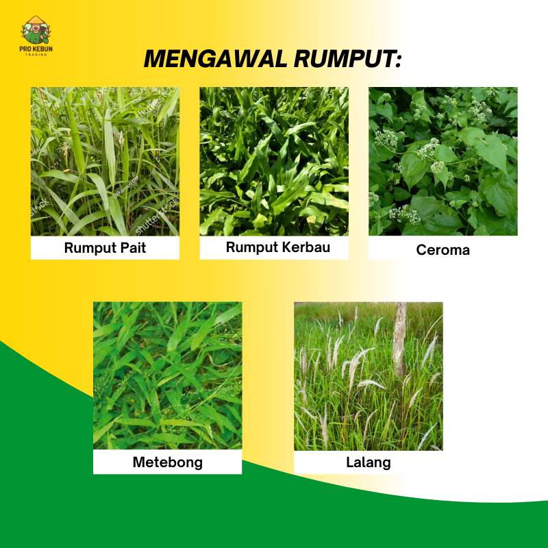 Ken Up Herbicide 4 Liter Racun Rumput Mati Akar Tahan Lama Racun Lalang ...
