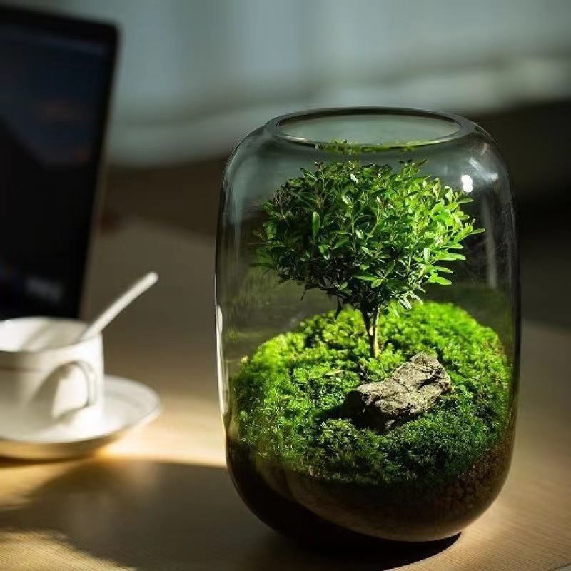 Terrarium glass jar/tank/container/port/plant/flower pot/home ...
