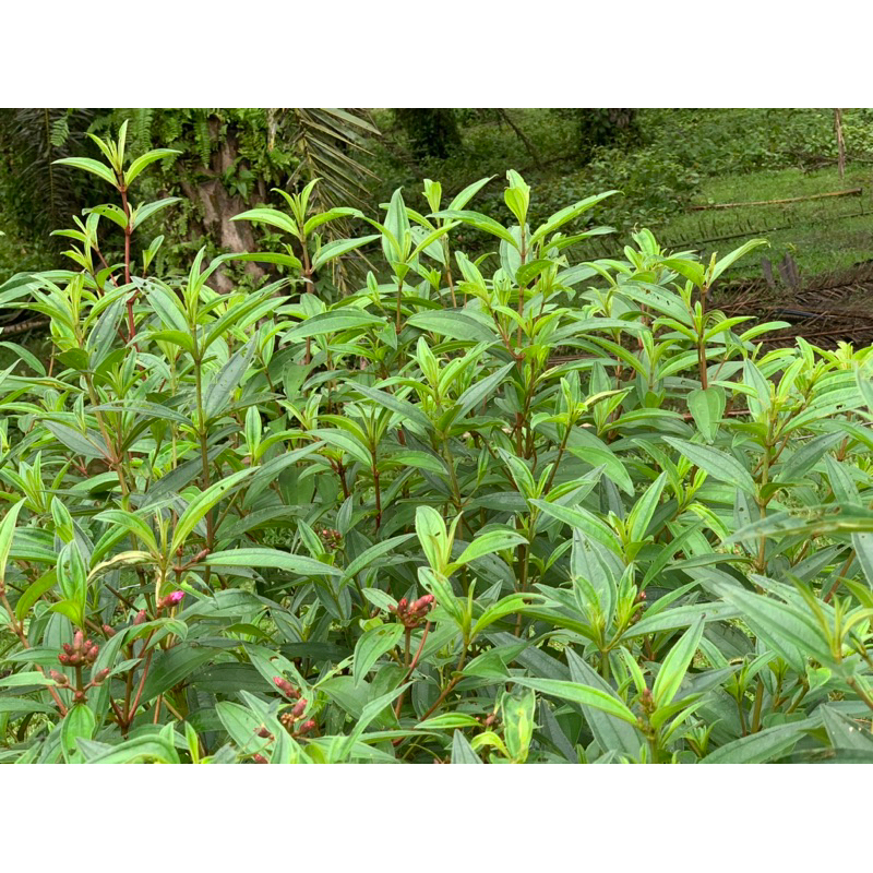 Daun atau Akar pokok Senduduk | Shopee Malaysia