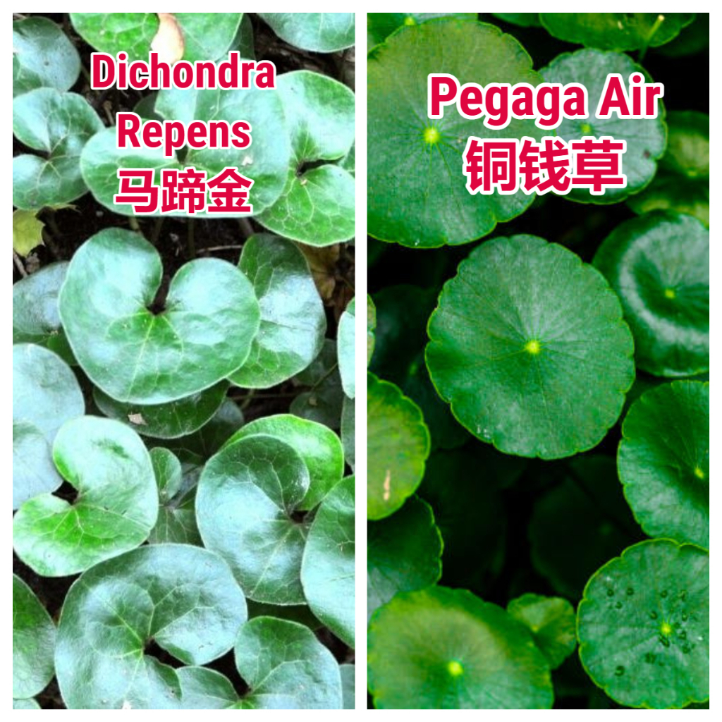 100 pcs Bernih Hydrocotyle Vulgari / Pegaga Air /Coin Grass/ Dichondra ...