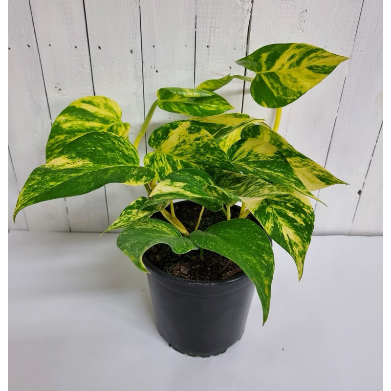 Pokok Pothos Batik / money plant BATIK ( pokok dalam polybag ) | Shopee ...