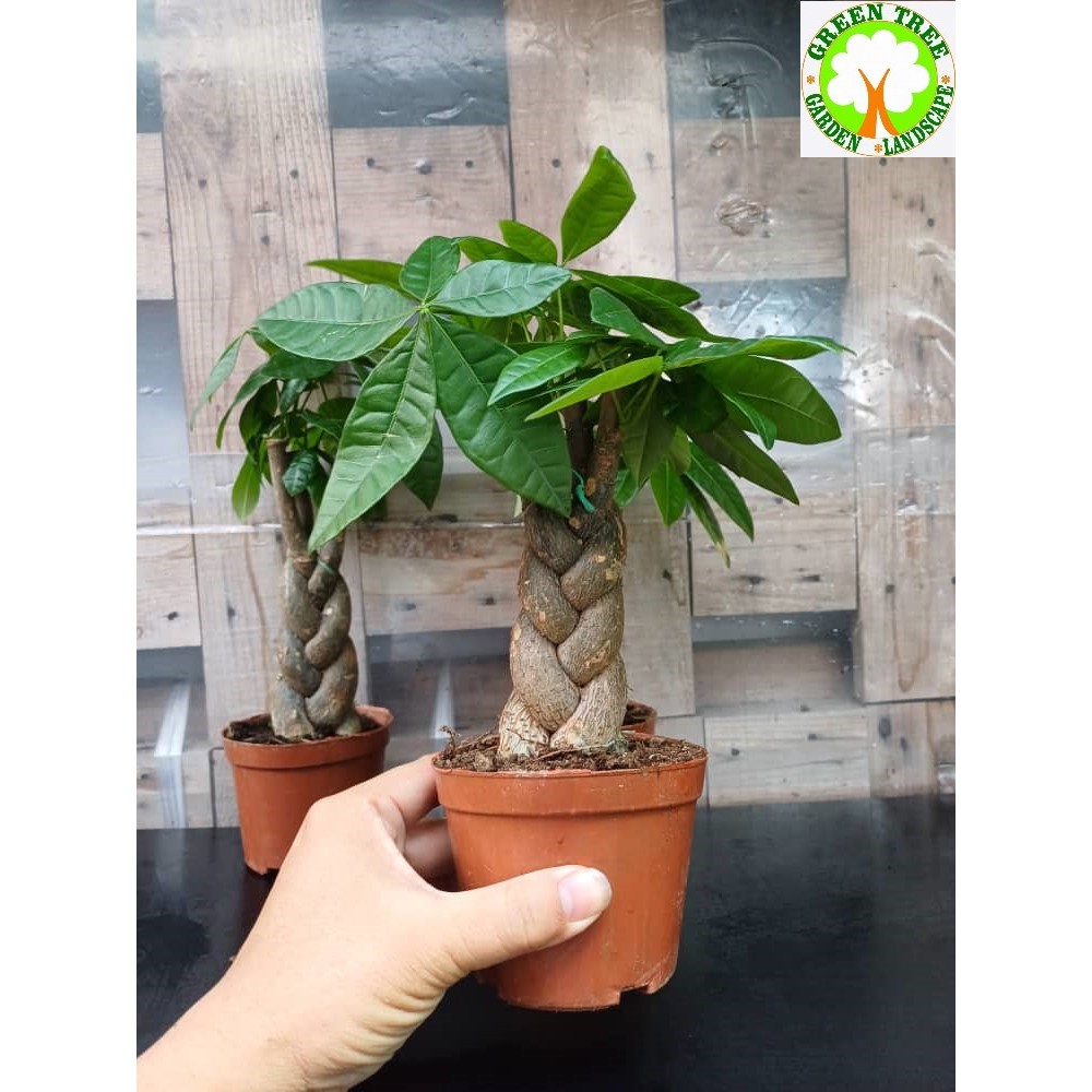 INDOOR PLANT - Pachira Aquatica Money Tree Ornamental 发财树 / 搖钱树 for ...