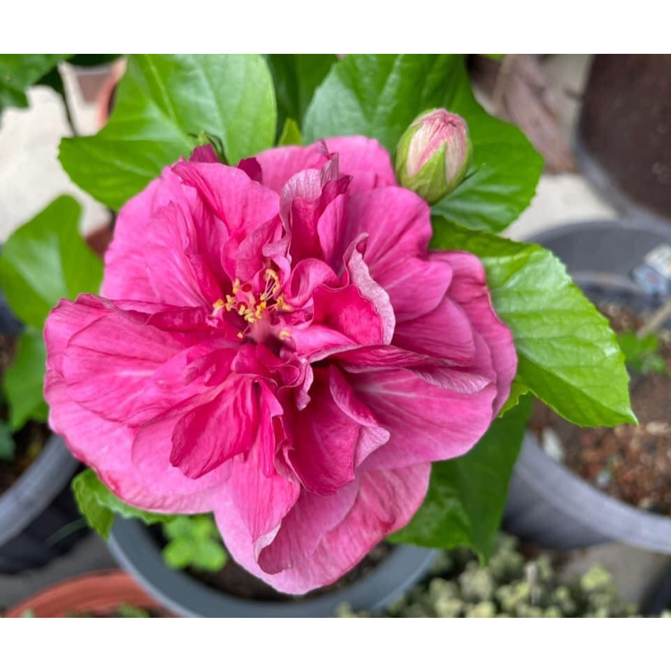 TIADA COD Anak Pokok Bunga Raya Pink Purple Double Hibiscus Syriacus ...