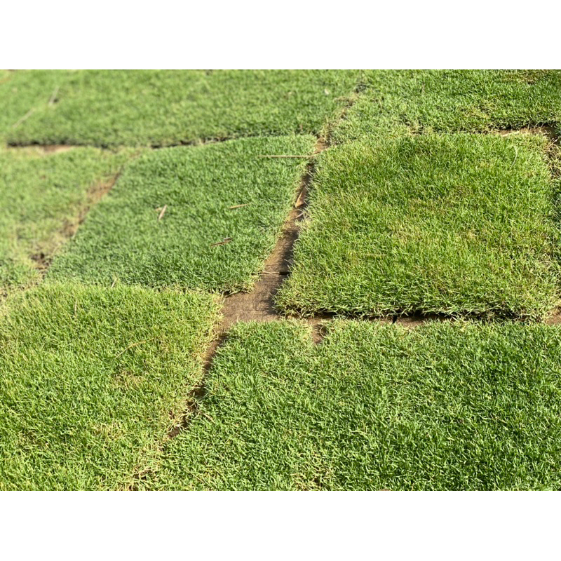 RUMPUT KARPET HIDUP ATAS KUBUR 2.5 KAKI X 1.5 KAKI | Shopee Malaysia