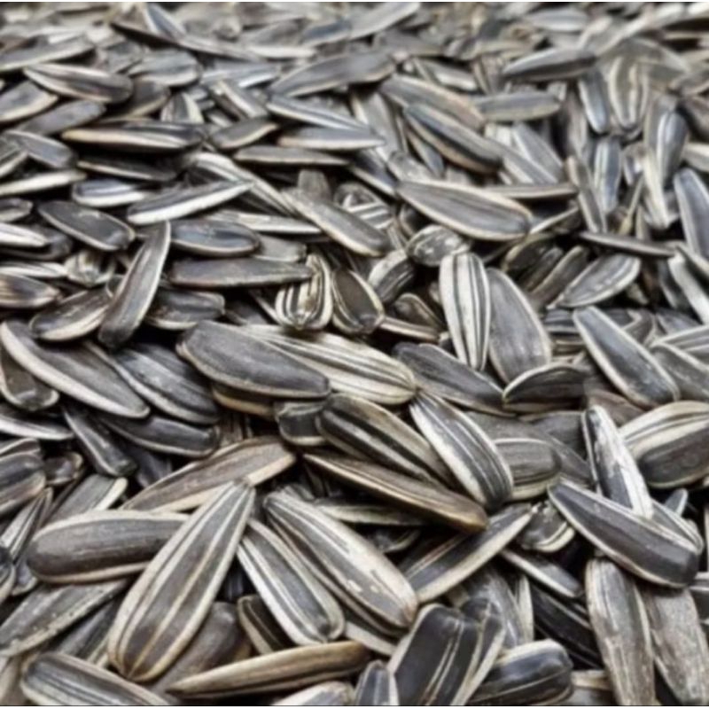 [Ready Stock] 500 gram Kuaci Bunga Matahari / Sunflower Seeds Original ...