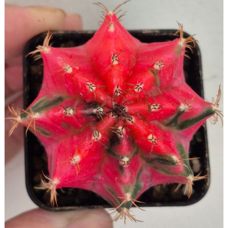 Gymno Variegated bigger size with bright colour [Ready stock] | Shopee ...