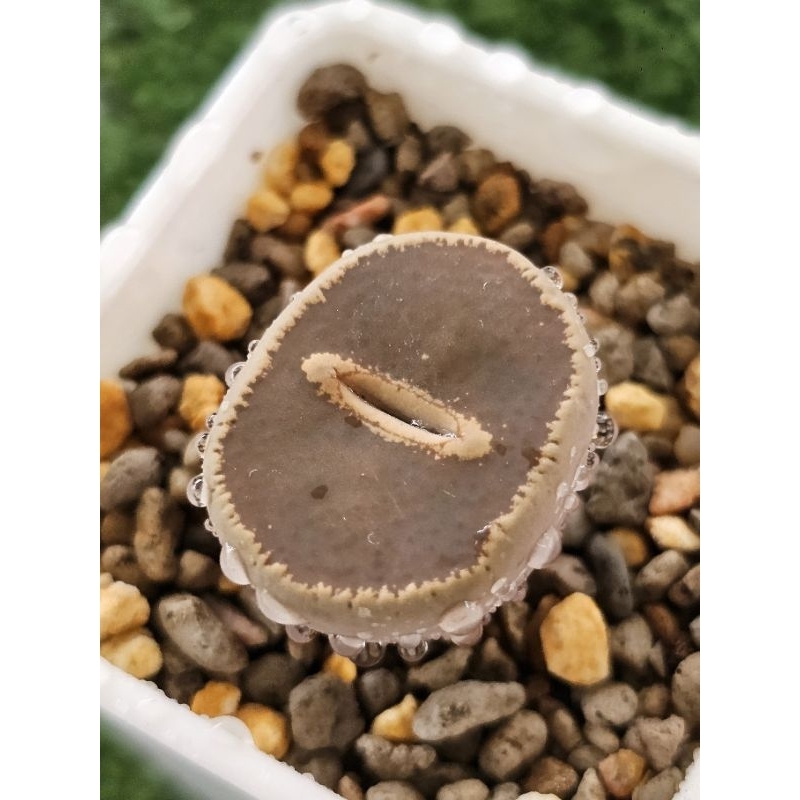 KO full windows specially selected lithops 特选全窗KO生石花 | Shopee Malaysia