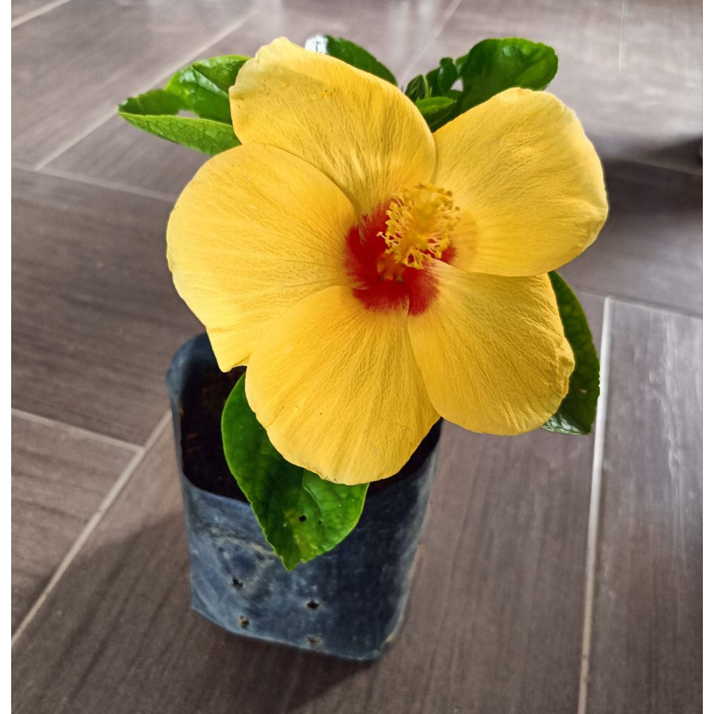 bunga raya kuning,bunga besar | Shopee Malaysia