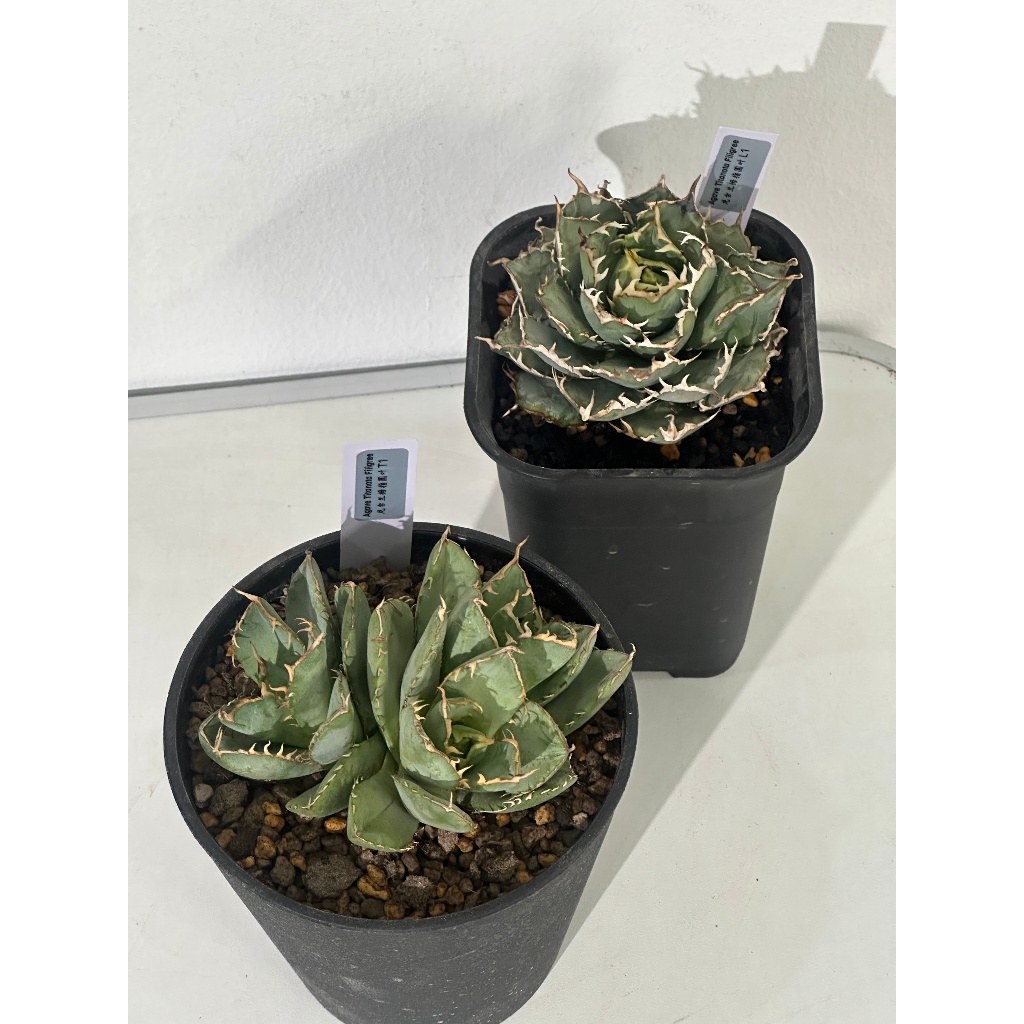 Agave Titanota 'Filigree' 拇指圆叶龙舌兰 | Rare Succulent | Agave