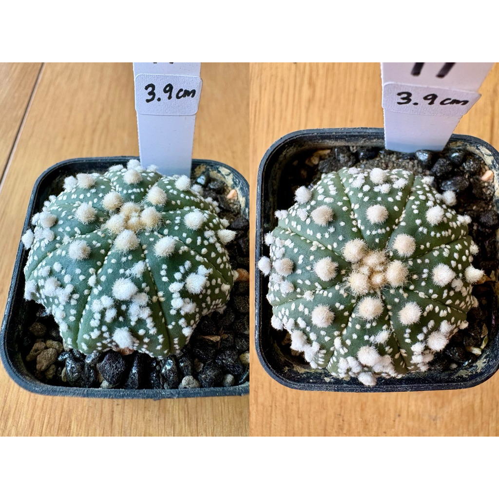 Astrophytum hanazono cactus | Shopee Malaysia