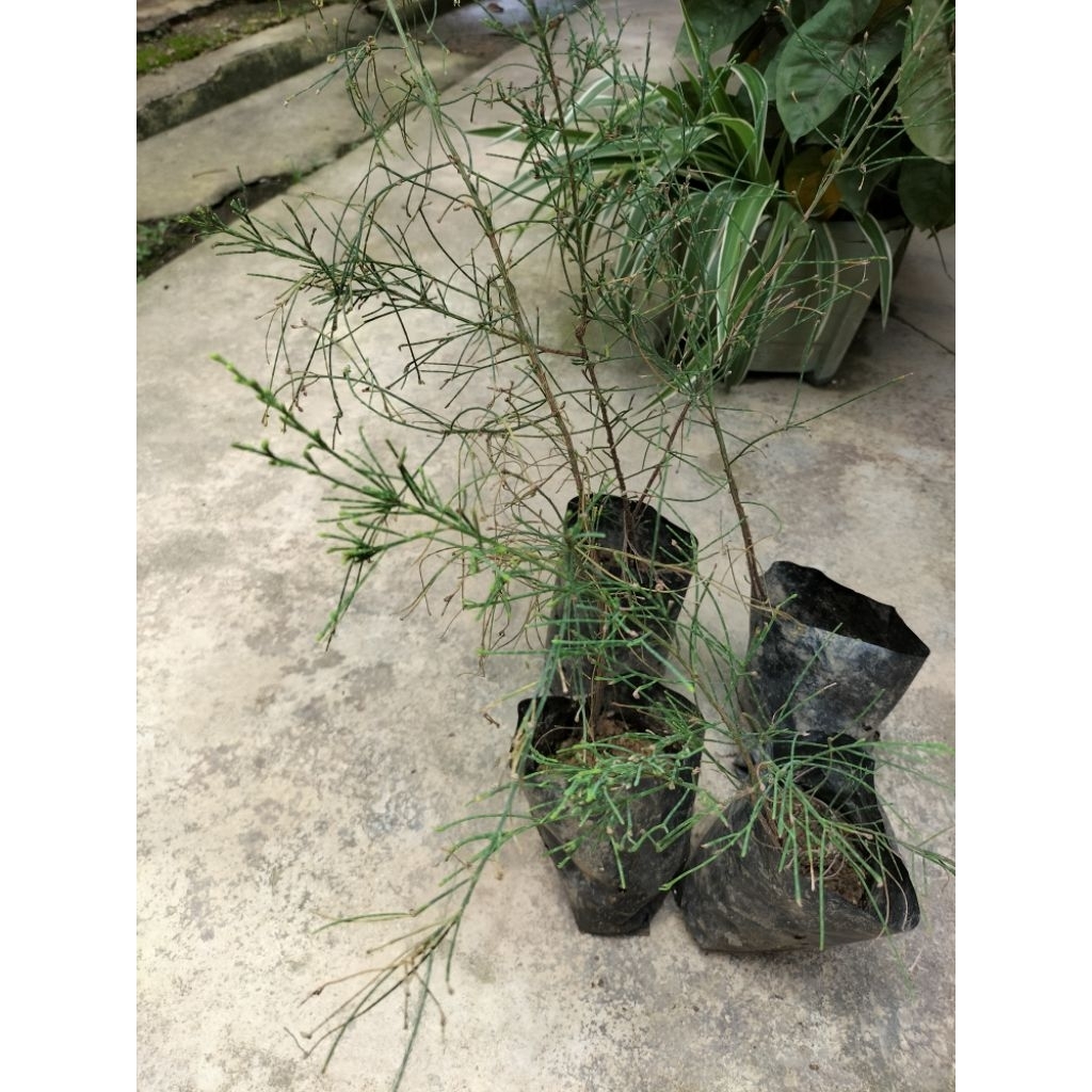 Pokok Rhu Pantai | Shopee Malaysia