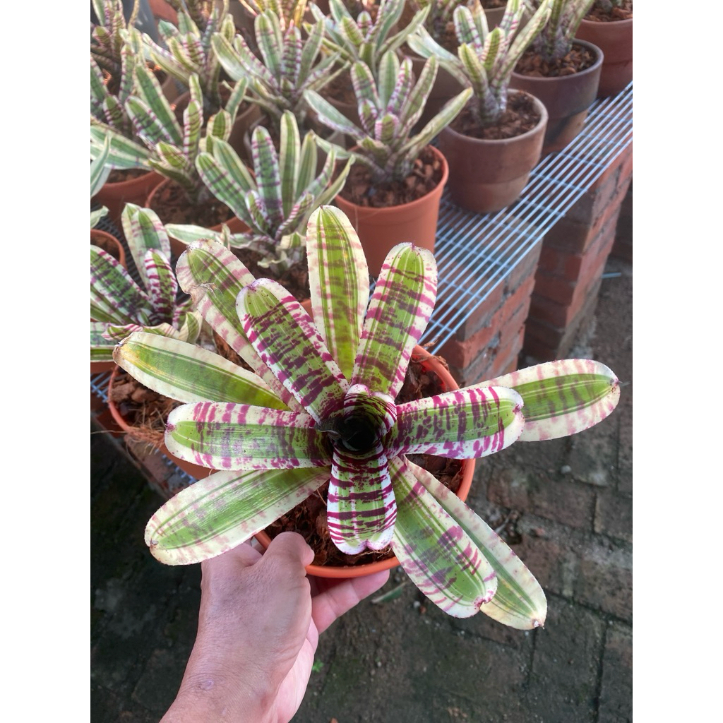 bromeliad wild rabbit (small size) | Shopee Malaysia