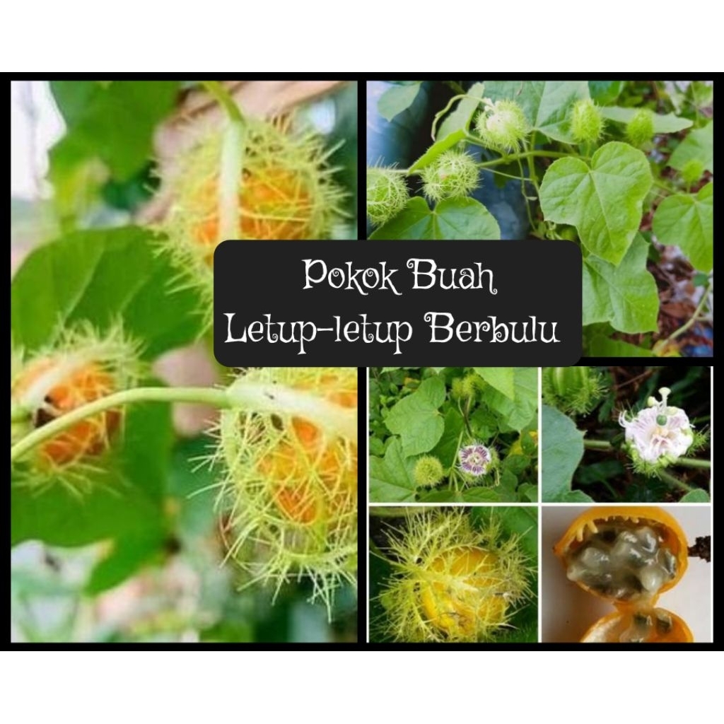 Pokok Buah Letup-letup Berbulu | Shopee Malaysia