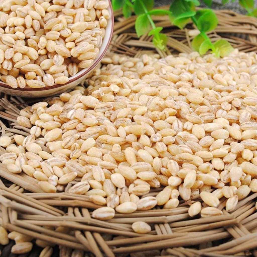 【Premium Biji Gandum 1kg 】 Gandum Berkualiti Tinggi / 小麦粒 – Segar ...