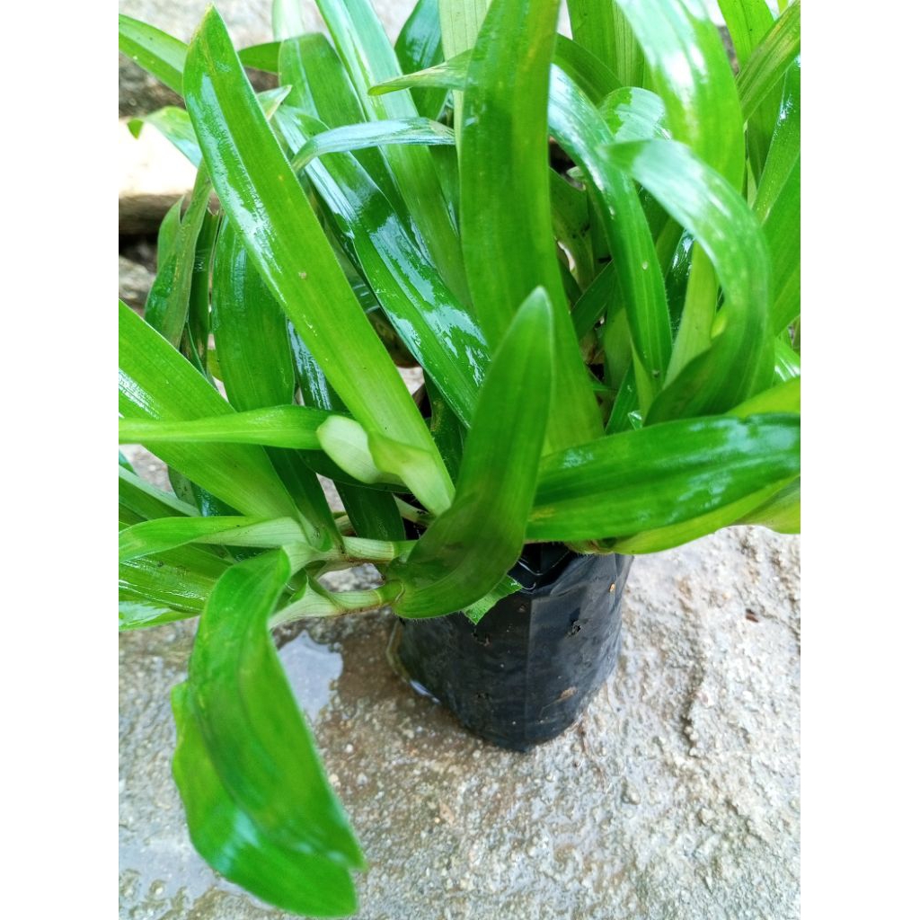 Anak pokok rumput Siti Khadijah /rumput Baijing (polibag) | Shopee Malaysia