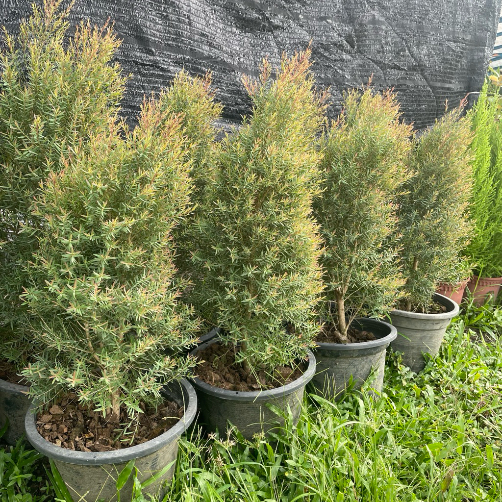 H2O - Melaleuca “Pokok Rhu Wangi” christmas shape 11inch Pot 柠檬茶树 Live ...