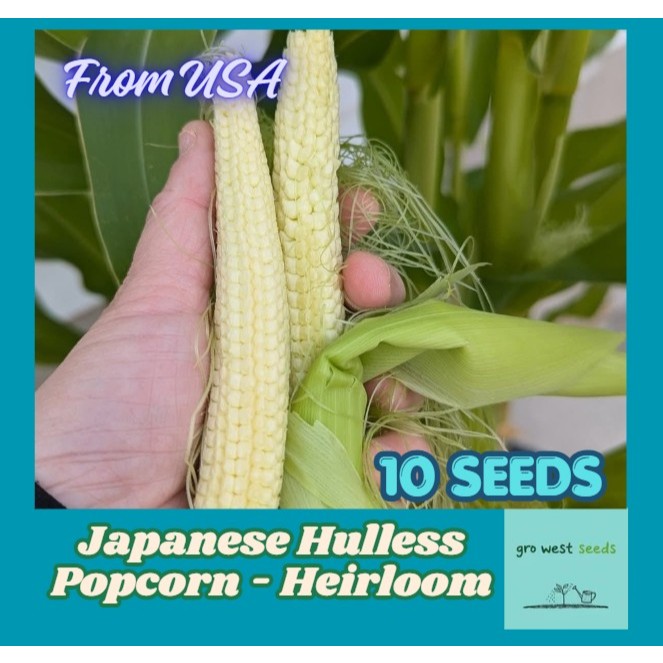 Rare Seed - Japanese Hulless Popcorn (Baby Corn) | Shopee Malaysia