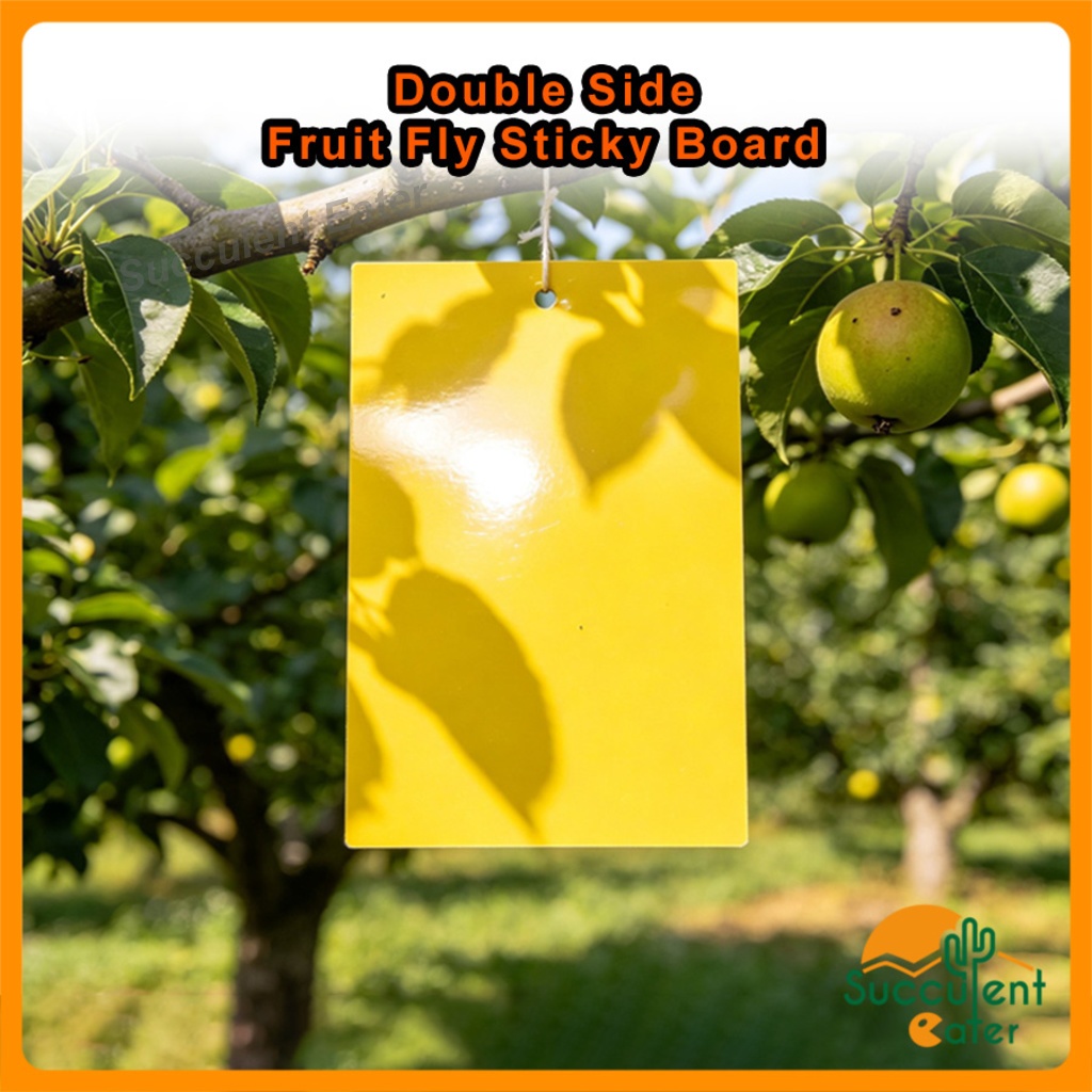 (20-100pcs) Fruit Fly Double Sided Sticky Board Pelekat Serangga ...