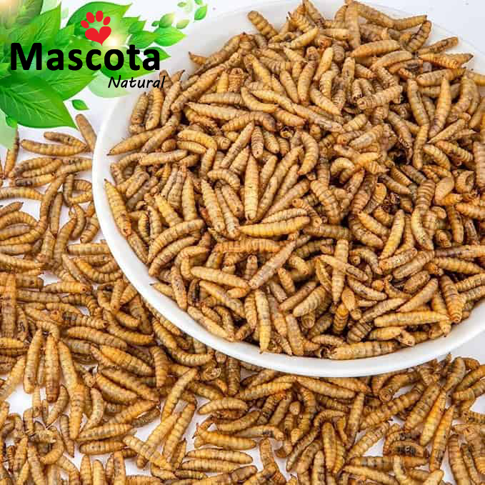 Ulat Roti Dried Black Soldier Fly Larvae (BSFL) Sugar Glider, Hamster ...