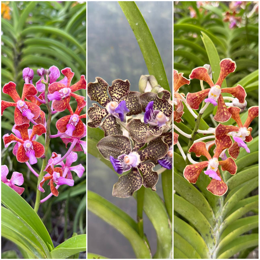 [ Fragrant ] Vanda Tessellata | limbata | perplexa | Hybrid Orchid ...