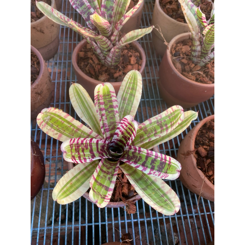 bromeliad wild rabbit (small size) | Shopee Malaysia