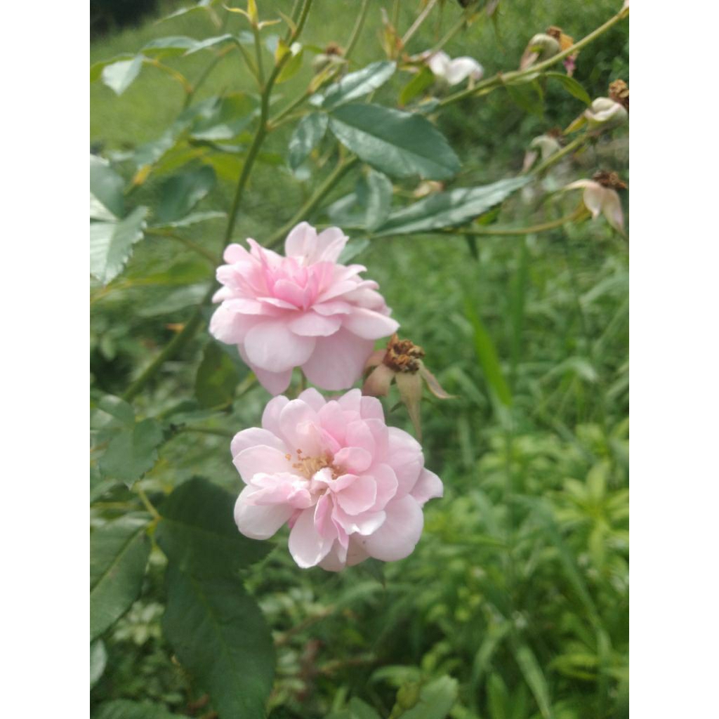 Pokok Bunga Ros pengantin | Shopee Malaysia