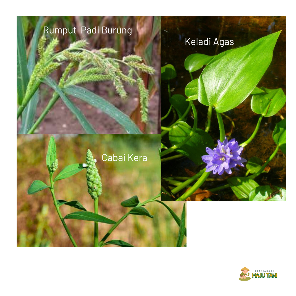 Baloric 1 Liter Herbicide Racun Rumput Padi Racun Rumput Loyant + Sofit ...