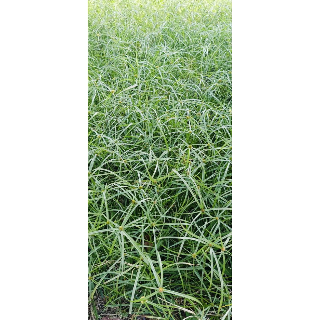 10 Pokok] Rumput Helikopter / Rumput Pendul /Rumput Mata Lalat Buat ...