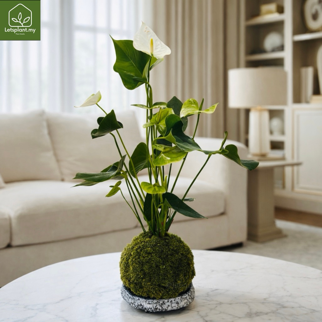 Anthurium  Kokedama Moss Ball | Indoor Plant | Red Pink White Flower |  Feng Shui Lucky Plant | Letsplant
