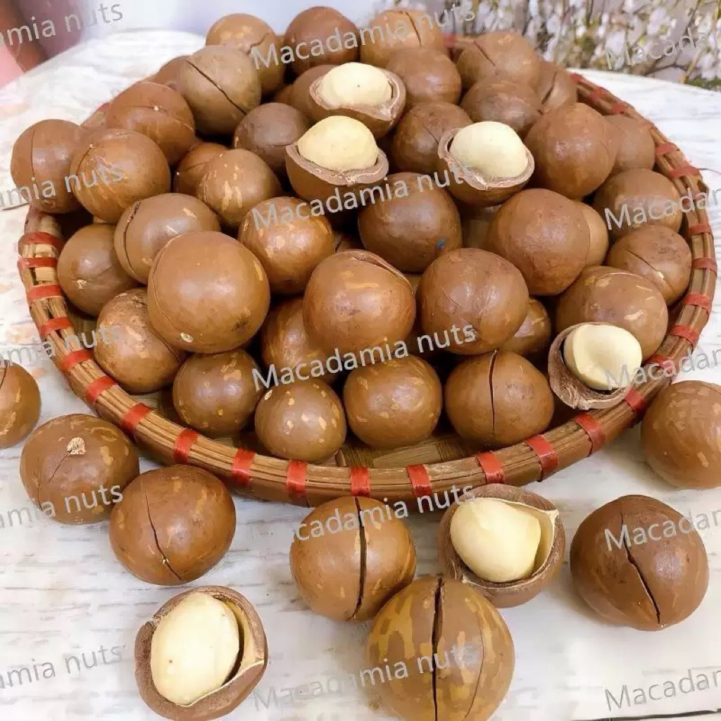 Buy macadamia Online With Best Price, Jul 2026 | Shopee Malaysia