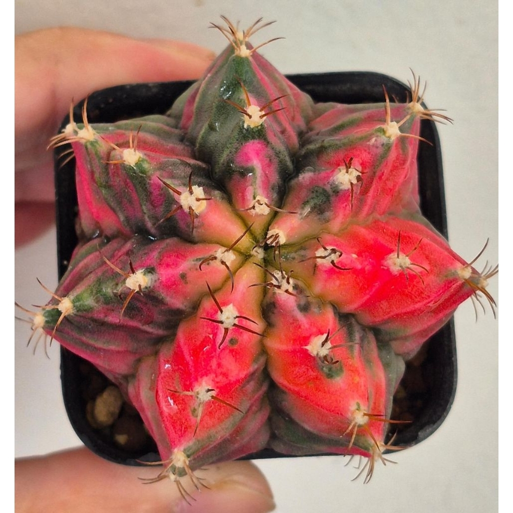 Gymno Variegated 6 cm [Ready stock] | Shopee Malaysia