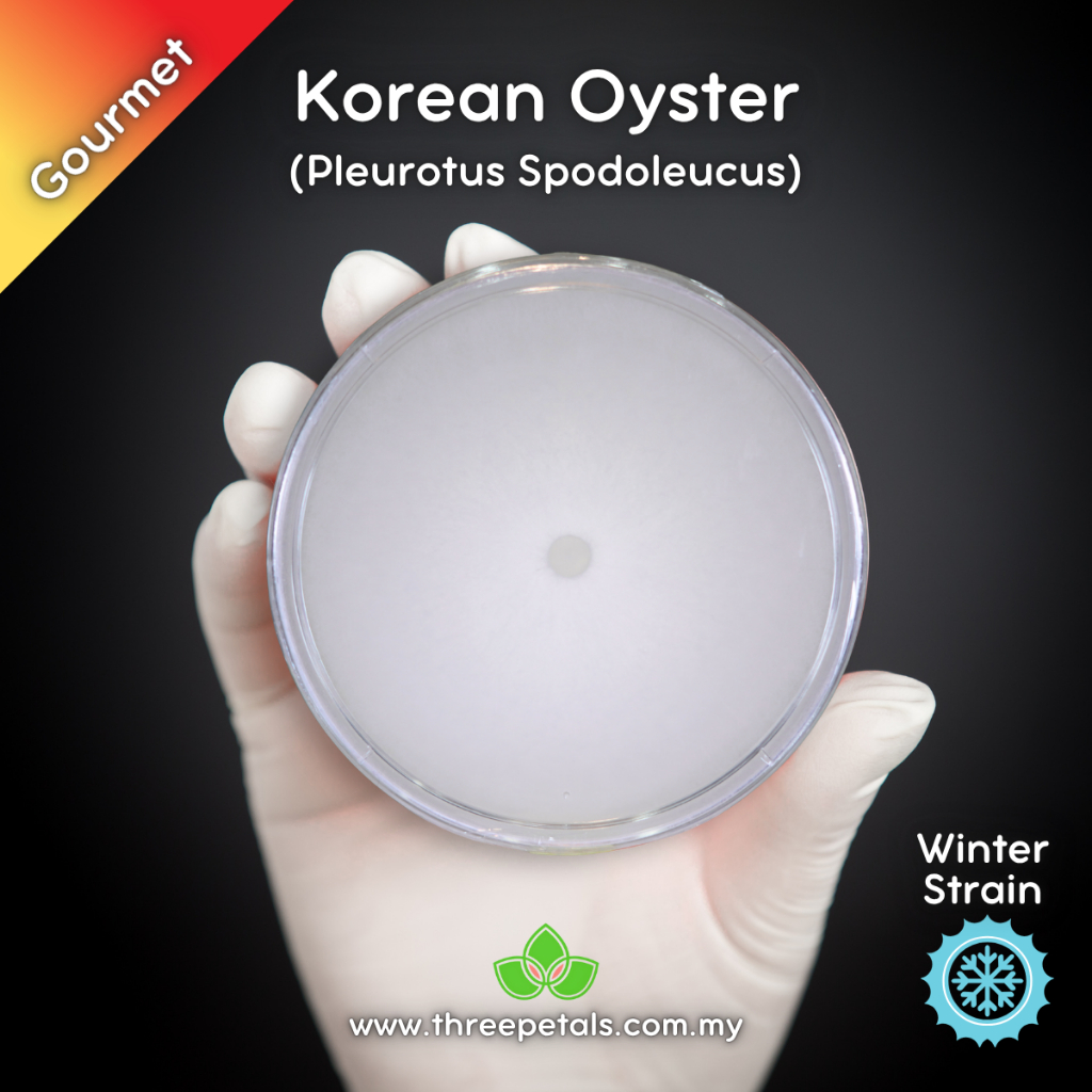 Korean Oyster/Cham-Neutari (Pleurotus Spodoleucus) Live Mycelium ...
