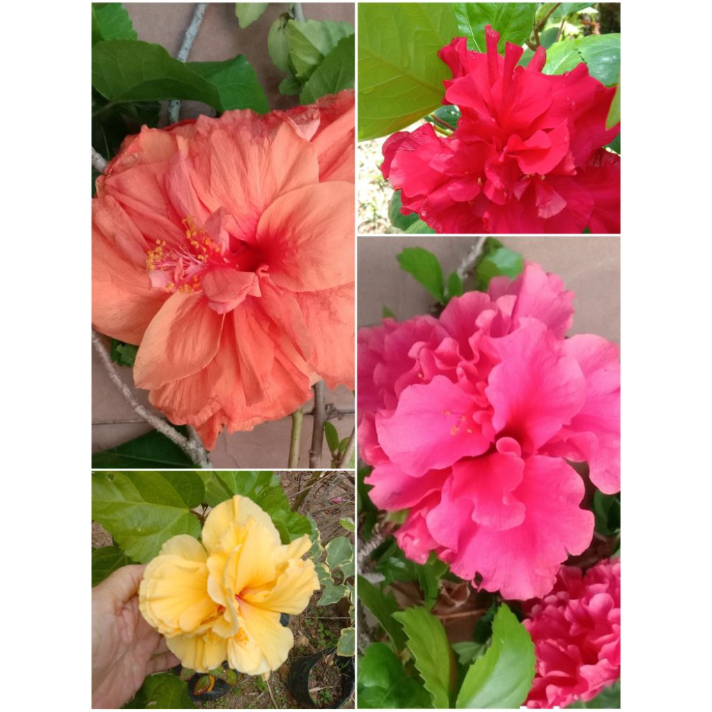 Bunga raya berlapis / Hibiscus carnation (multiple layer) | Shopee Malaysia