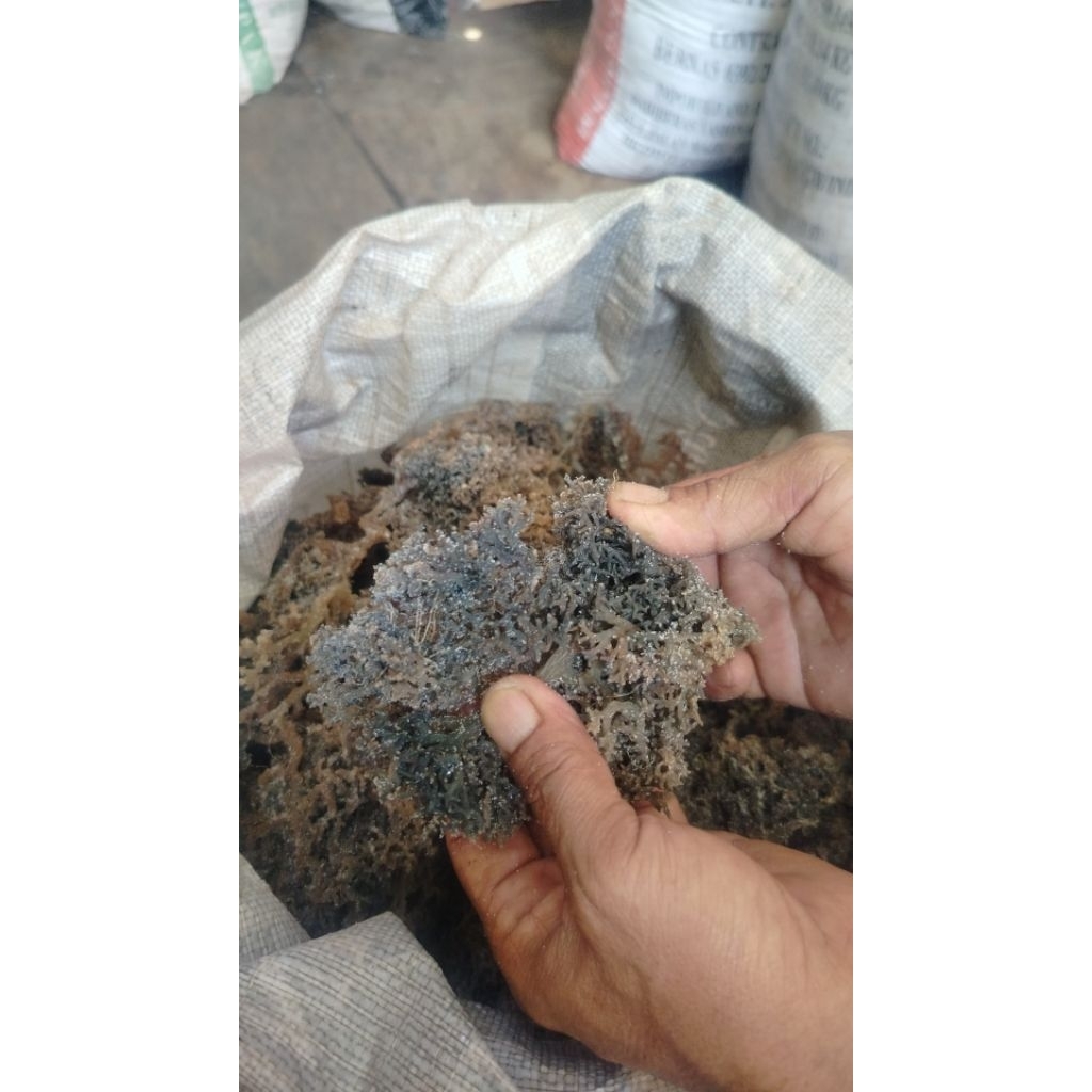 Rumpai laut asli kering hijau 1kilo | Shopee Malaysia