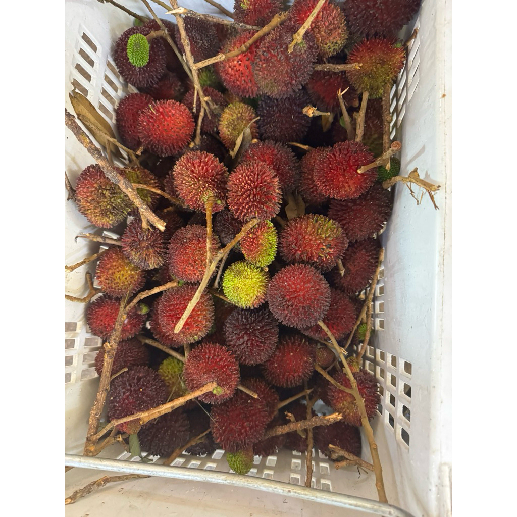 1Kg-BUAH PULASAN | PULASAN FRUIT | Shopee Malaysia