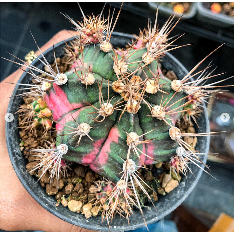 GIANT PINK ID CACTUS (OFFSETS WITH SHORT ROOTS FROM LANDED MOTHER PLANT ...