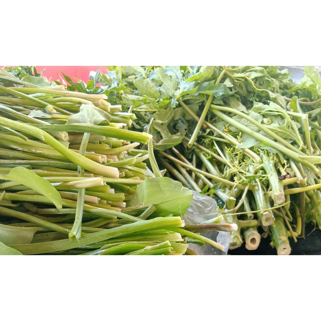 Buy paku rawan Online With Best Price, Aug 2026 | Shopee Malaysia