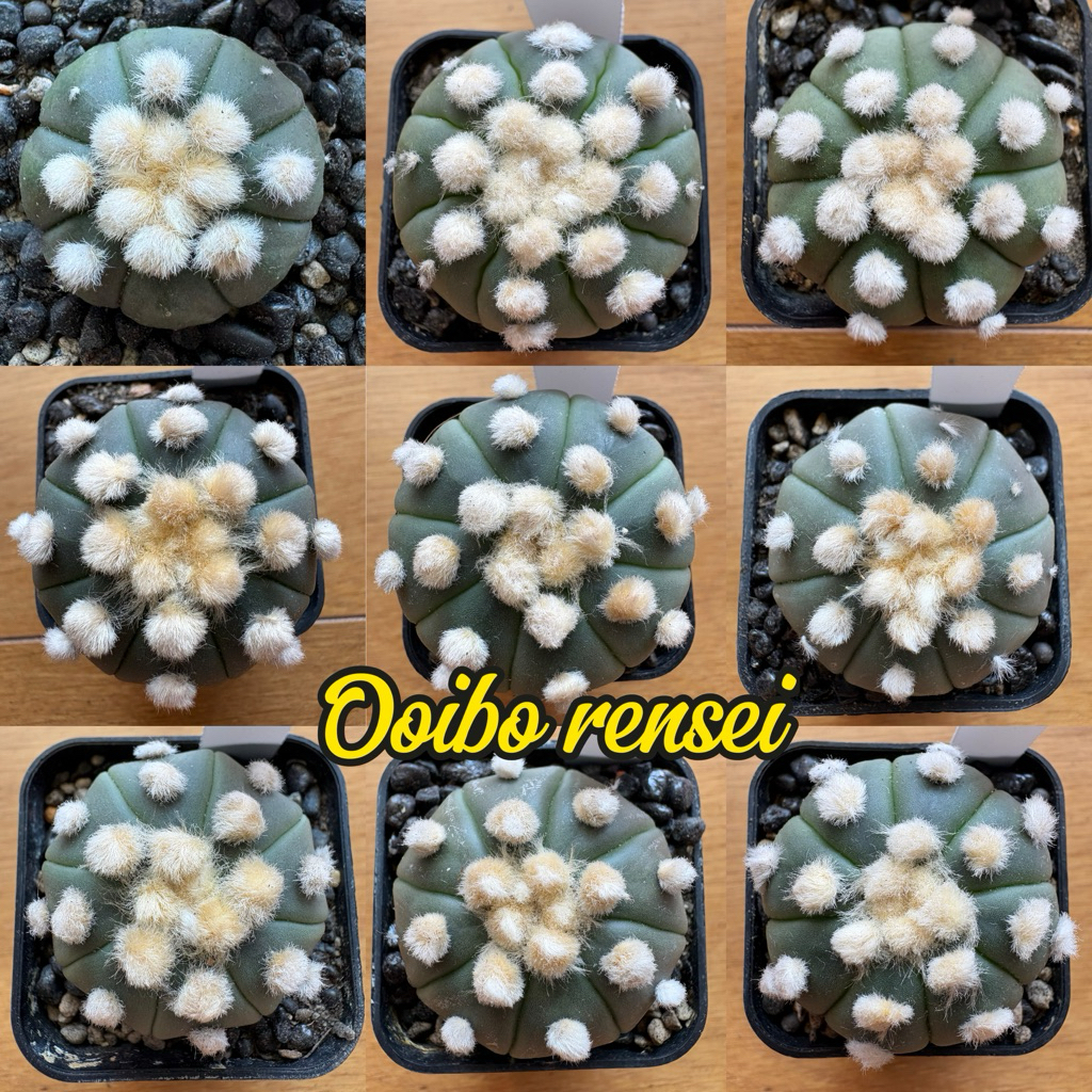 Astrophytum Ooibo Rensei 兜丸大疣莲 仙人兜 Cactus Kektus | Shopee Malaysia