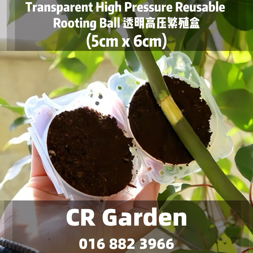 Transparent High Pressure Reusable Rooting Ball x 1 透明高压繁殖盒x1 (5cm x ...